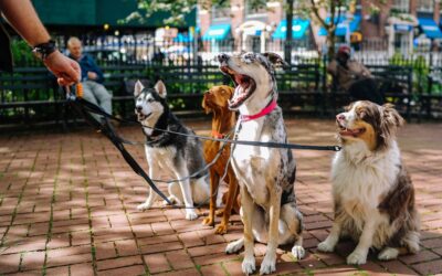 Becoming a Professional Dog Walker