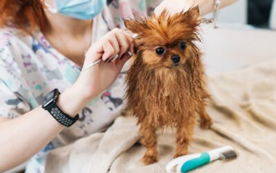 13 Very Important Safety Tips for Dog Groomers