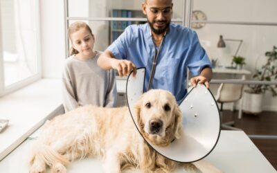 Top 5 injuries in Doggie Daycare Facilities and How to Prevent Them