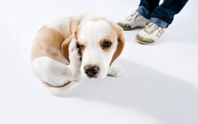 Fleas At Work (Getting a Pet Care Facility Cleaned Up)