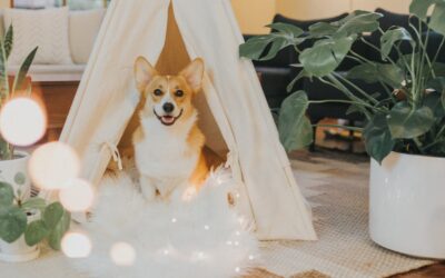 Top 3 Things You Should Ask Before Boarding Your Dog