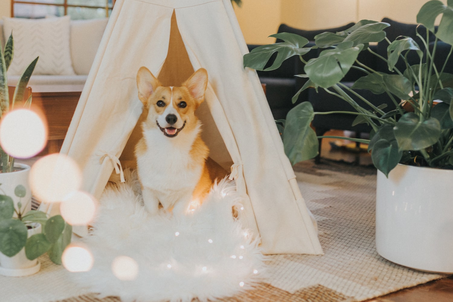 Dog in a tent