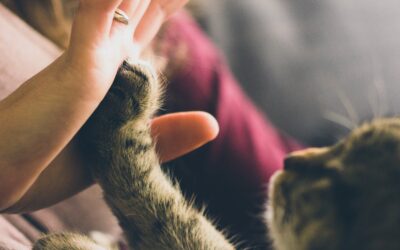 Can I Get Pet Insurance After An Accident