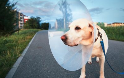 Can I Get Pet Insurance Before Surgery?