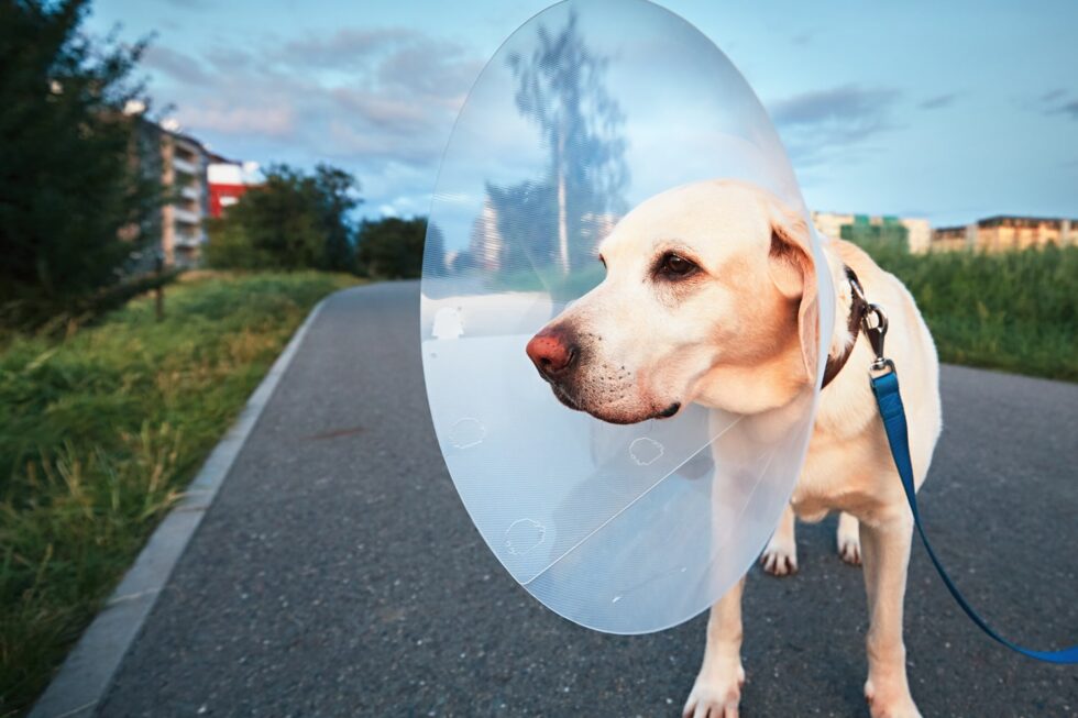 Can I Get Pet Insurance Before Surgery?