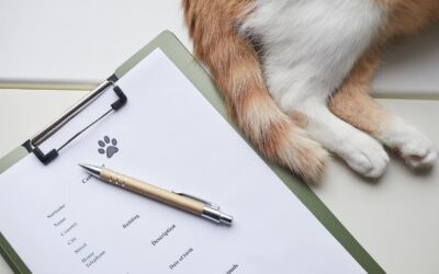 Can Pet Insurance Be Transferred to a New Owner