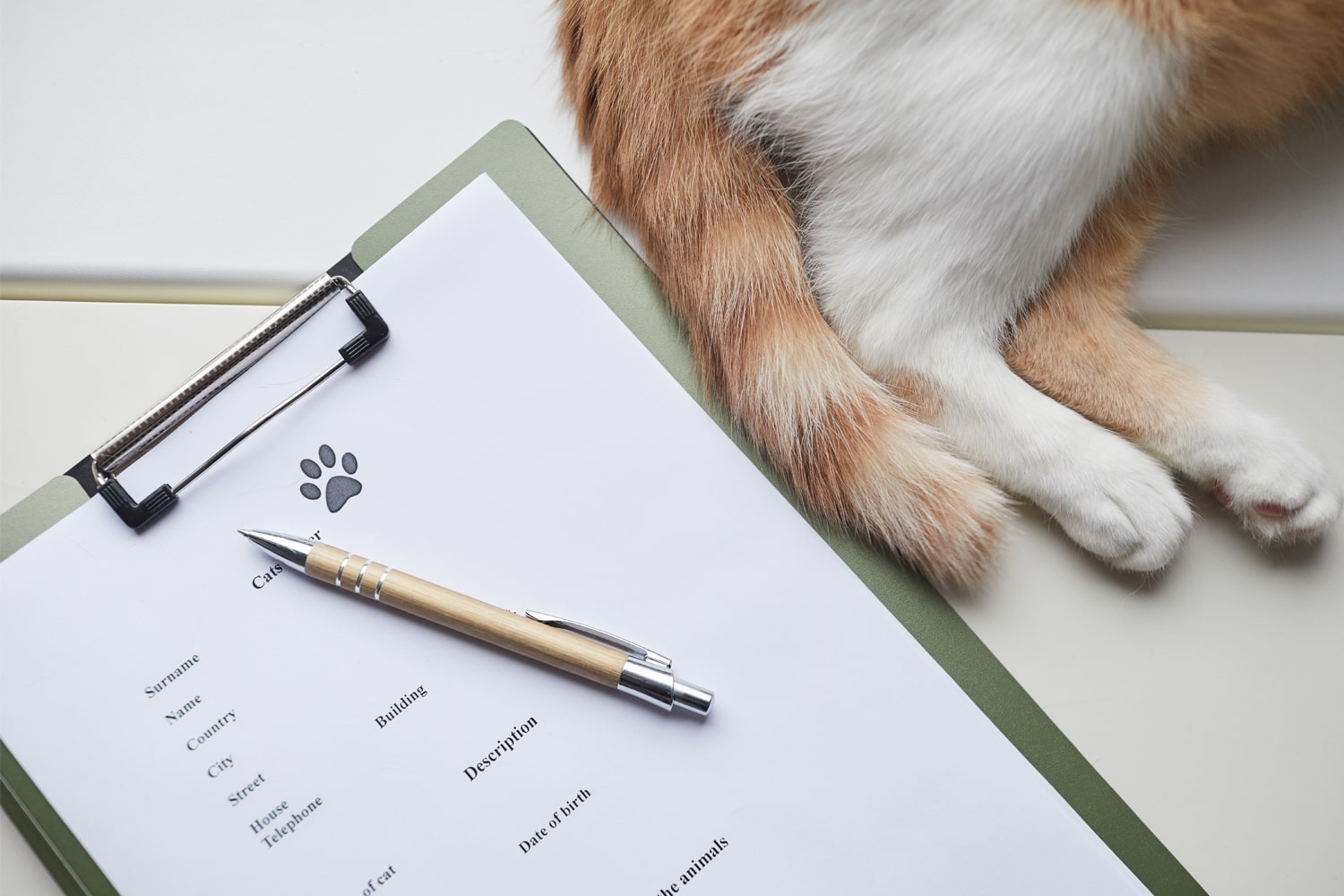 Cat medical record