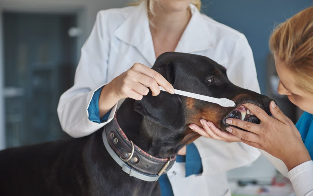 Coverage For Pet Dental Insurance And Other Diseases