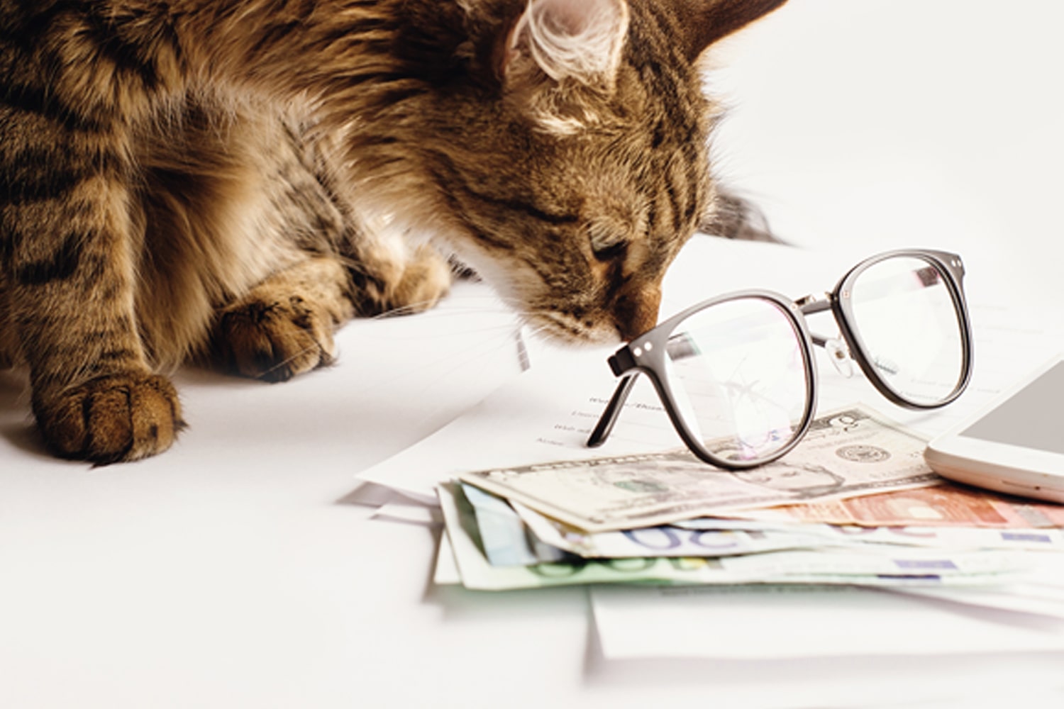 kitten sniffs glasses and money to symbolize How Much Pet Insurance Do I Need