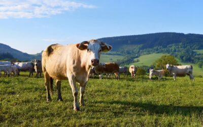 What is a Farm and Ranch Insurance Policy?