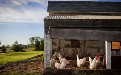 Life Saving Tips For Building a Predator Proof Chicken Coop