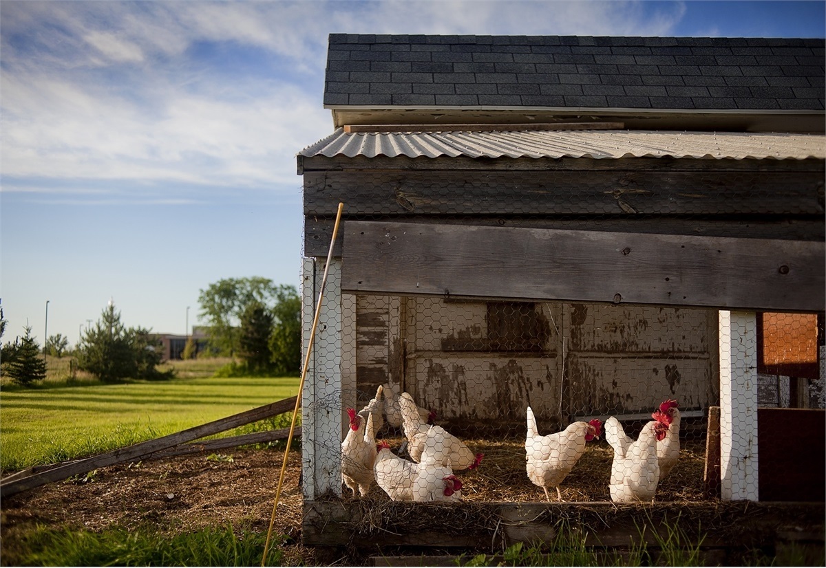 chicken coop in a farm
