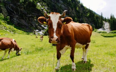 Livestock Check: Can You Insure Cattle?