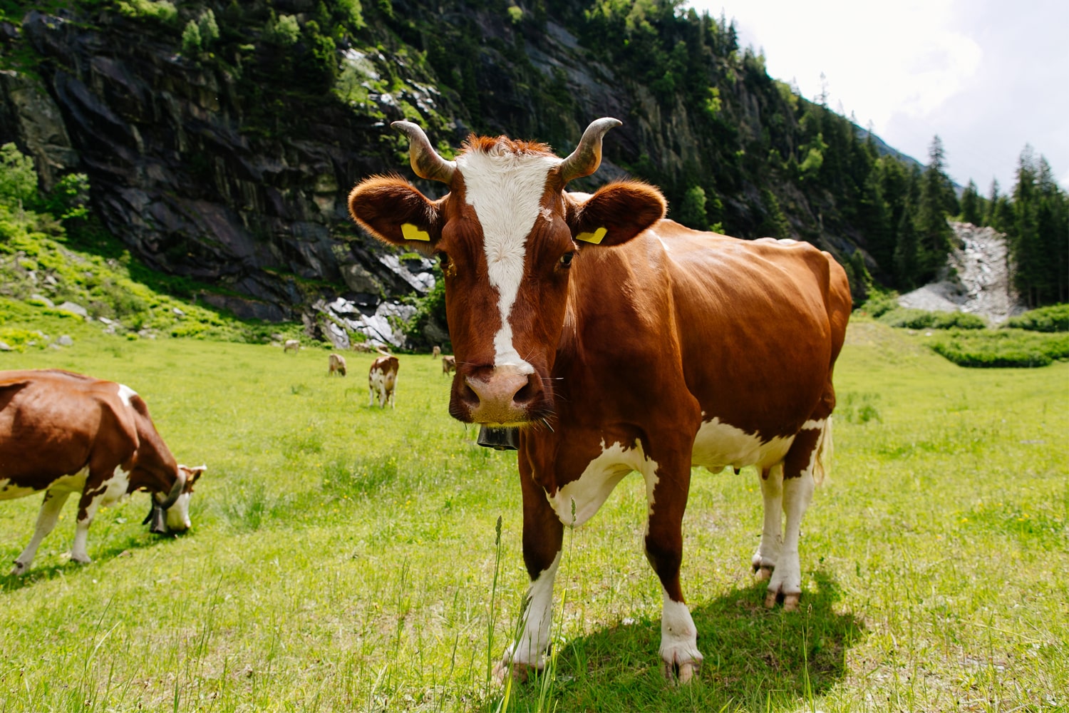 cattle in a farm