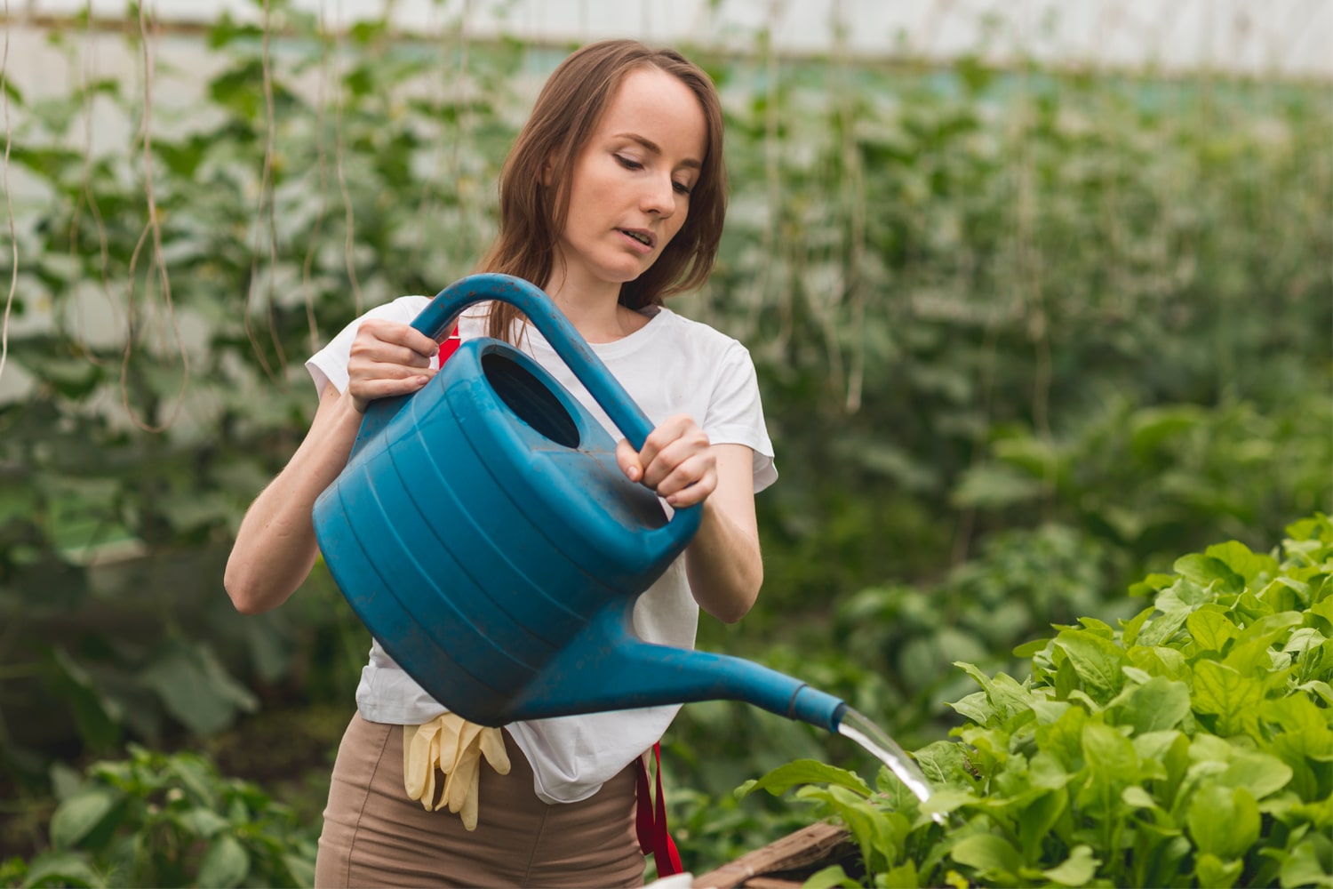 watering plants