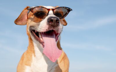 Keeping Pets Safe in Summer Heat