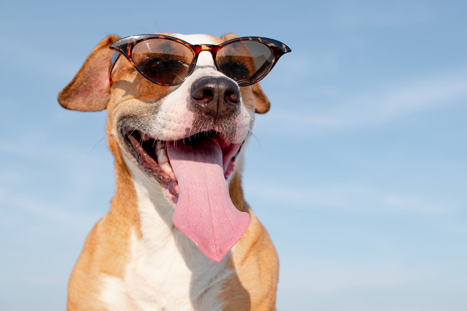 happy dog wearing shades