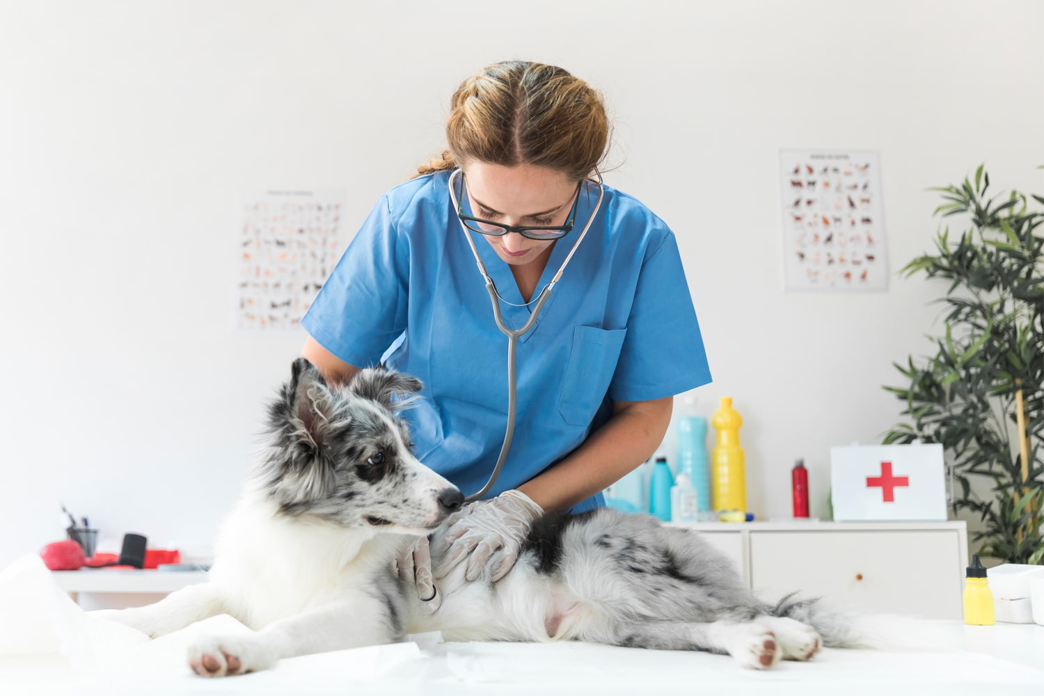 9 Types of Pet Care Services and Professions