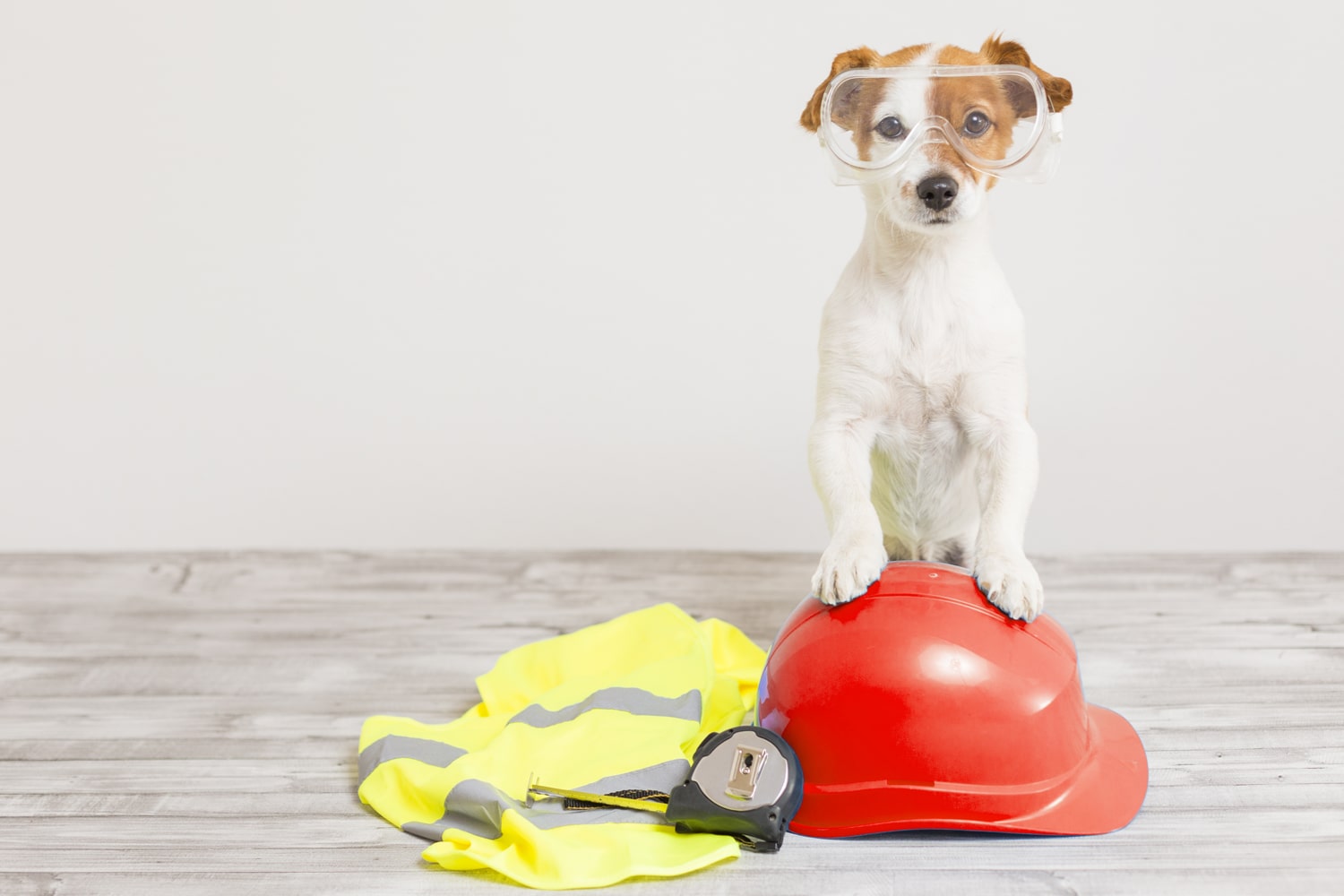 pet standing on red hard hat