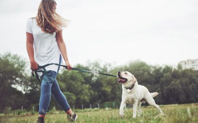 5 Questions You Might Be Afraid To Ask Your Pet Sitter