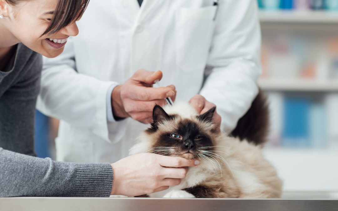 Simple Ways of Caring for Pets
