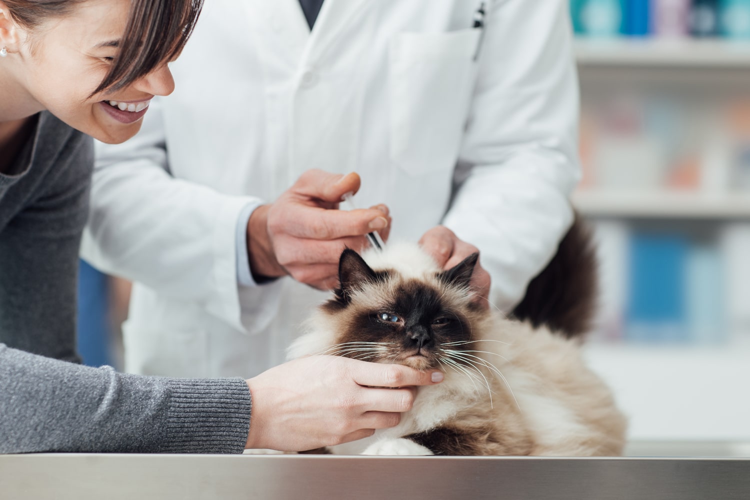 Cat in veterinary clinic