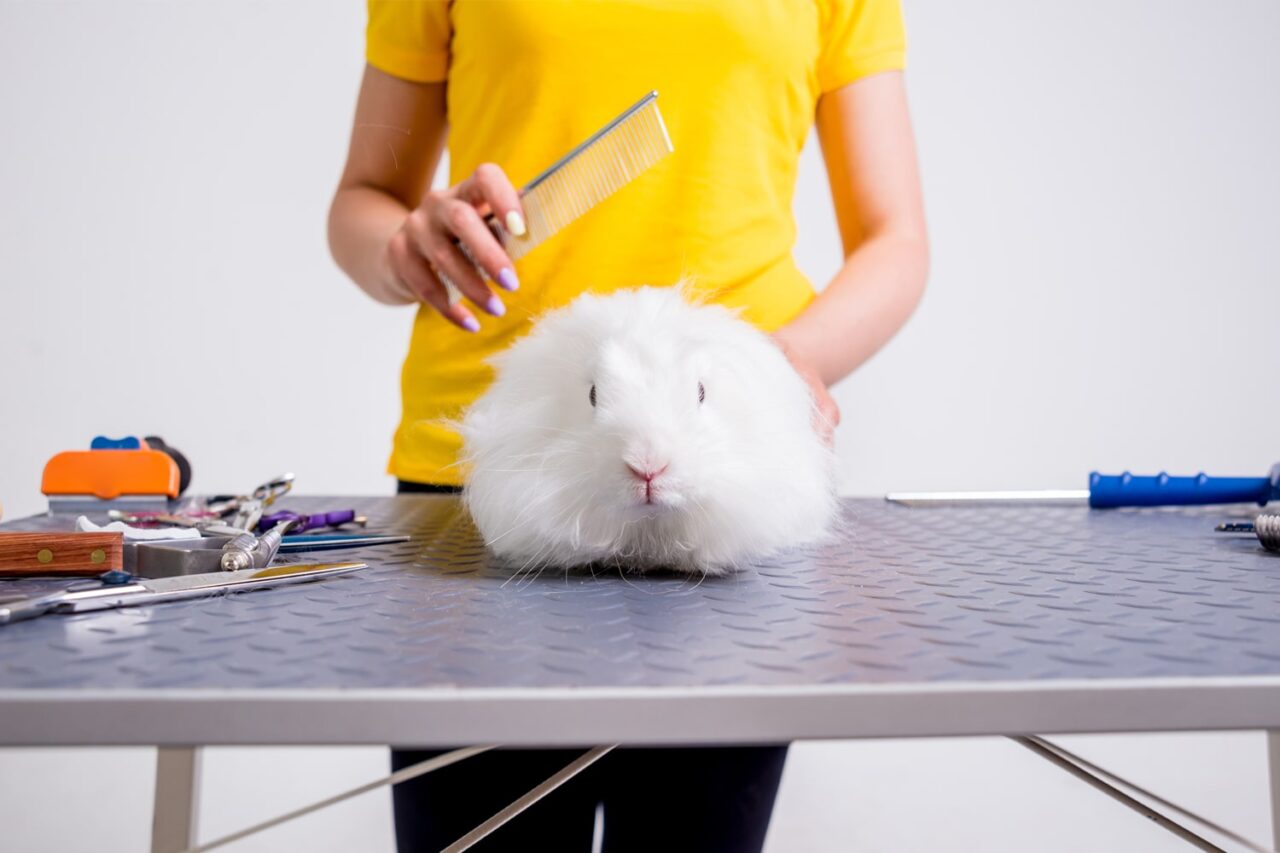 13 Ways To Help You Become An Expert Pet Groomer | Advantage Insurance
