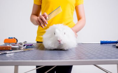 Become a Pet Groomer: A How-to Guide