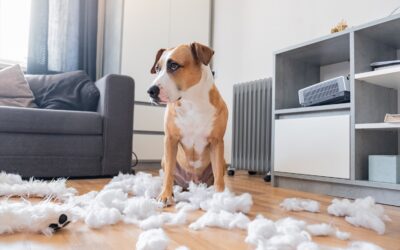 The Best Ways to Solve Pet Behavioral Issues