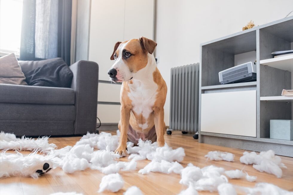 The Best Ways to Solve Pet Behavioral Issues Advantage