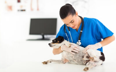 Get Rid of Pet Skin Infections Once And For All