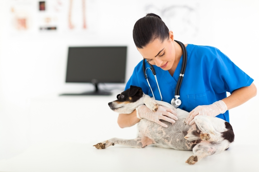 veterinarian checking a dog's belly skin