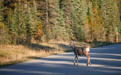 Top 3 Tips For Reducing Deer-Related Auto Accidents