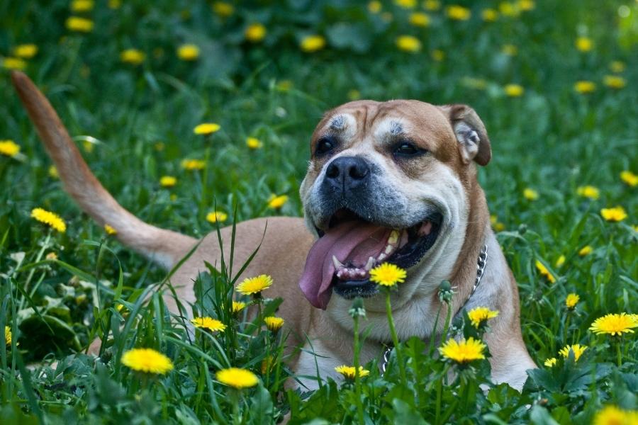 Dog sitting on grassy field with yellow flowers