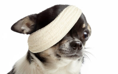Pet Malpractice Insurance