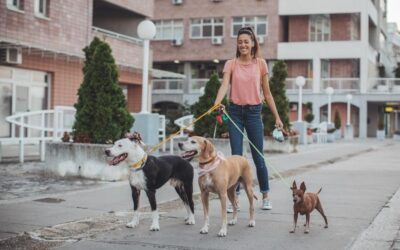 How Pet Sitters Are Making The World A Better Place