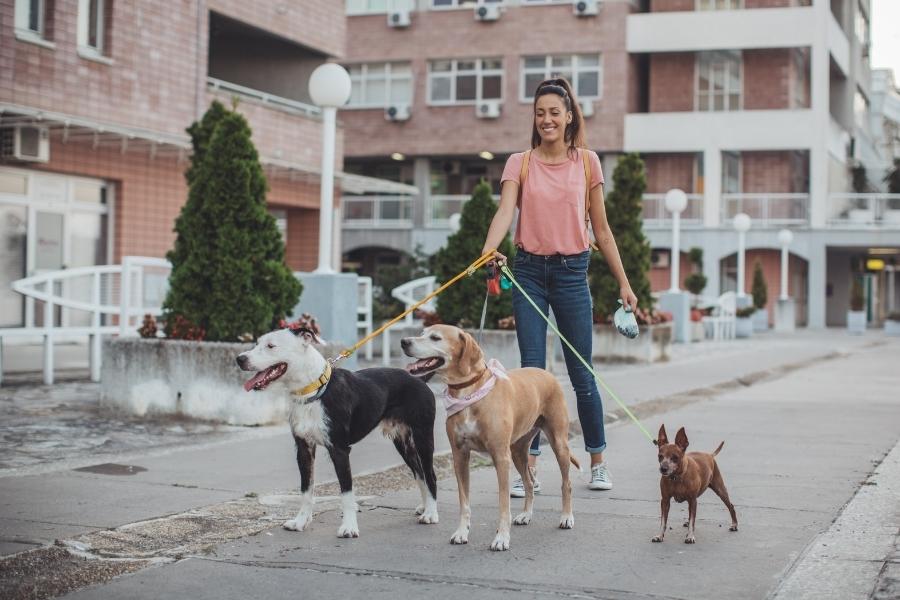 woman walking three dogs of different sizes