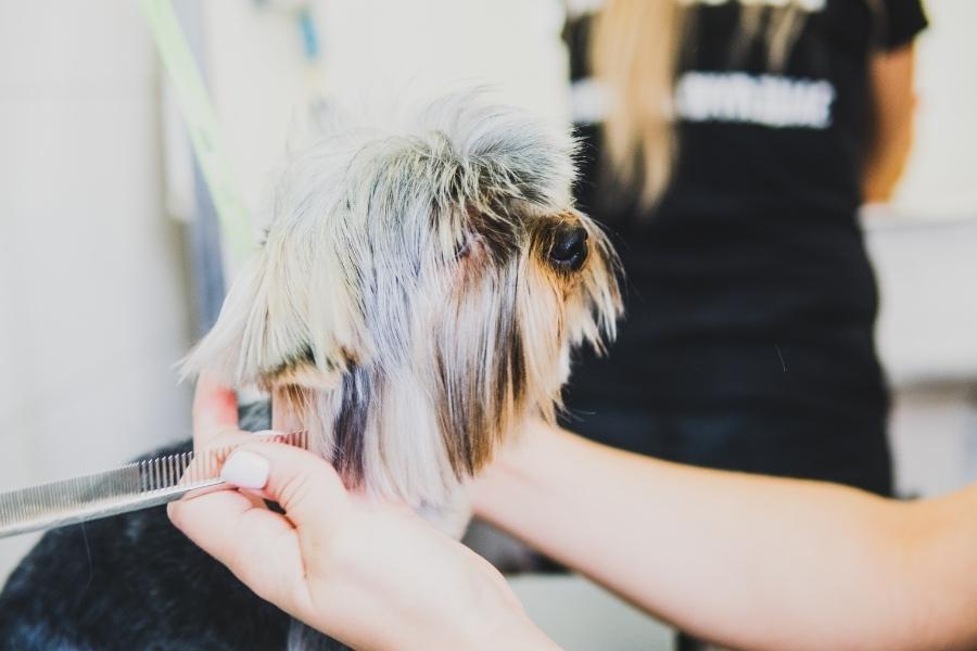 4 Things You Need to Know About Pet Care Businesses