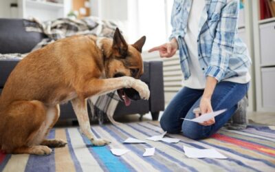 Pet Insurance and Behavioral Problems