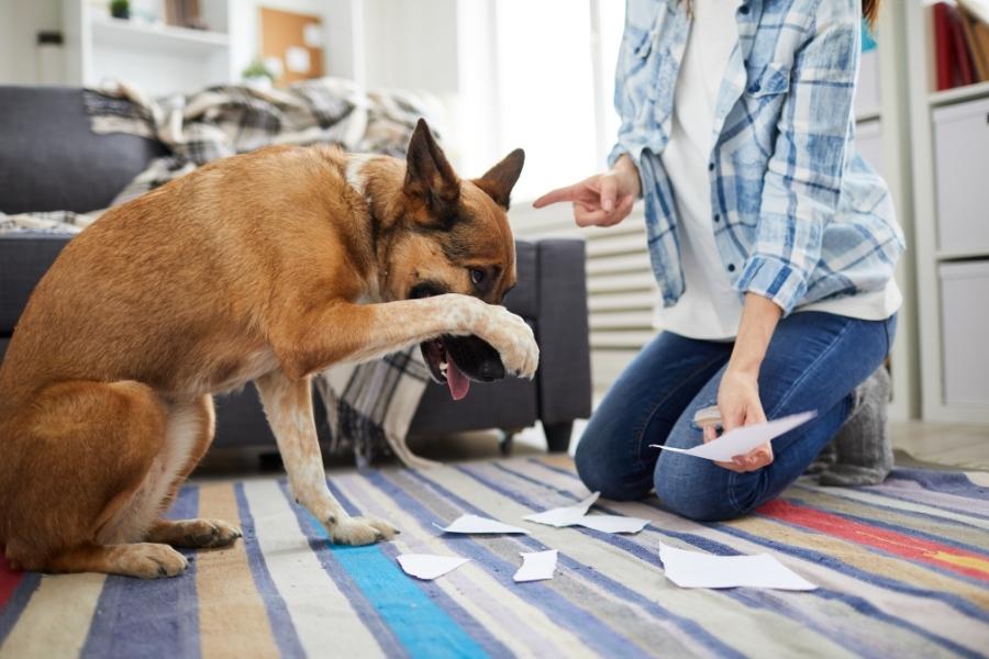 How to End Pet Behavioral Problems