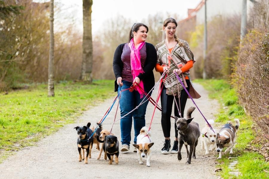 two lady pet sitters walking six dogs