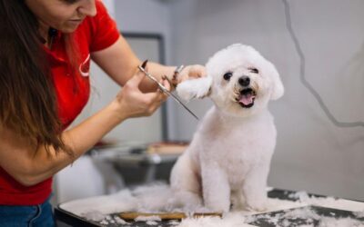 Pet Professional Question: Is It Hard to Be a Dog Groomer?