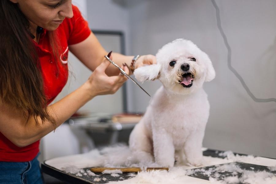 Being a Dog Groomer Is Not As Difficult As You Think