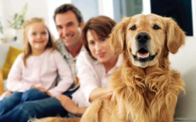 Pet Dog Grooming: Beginners Guide