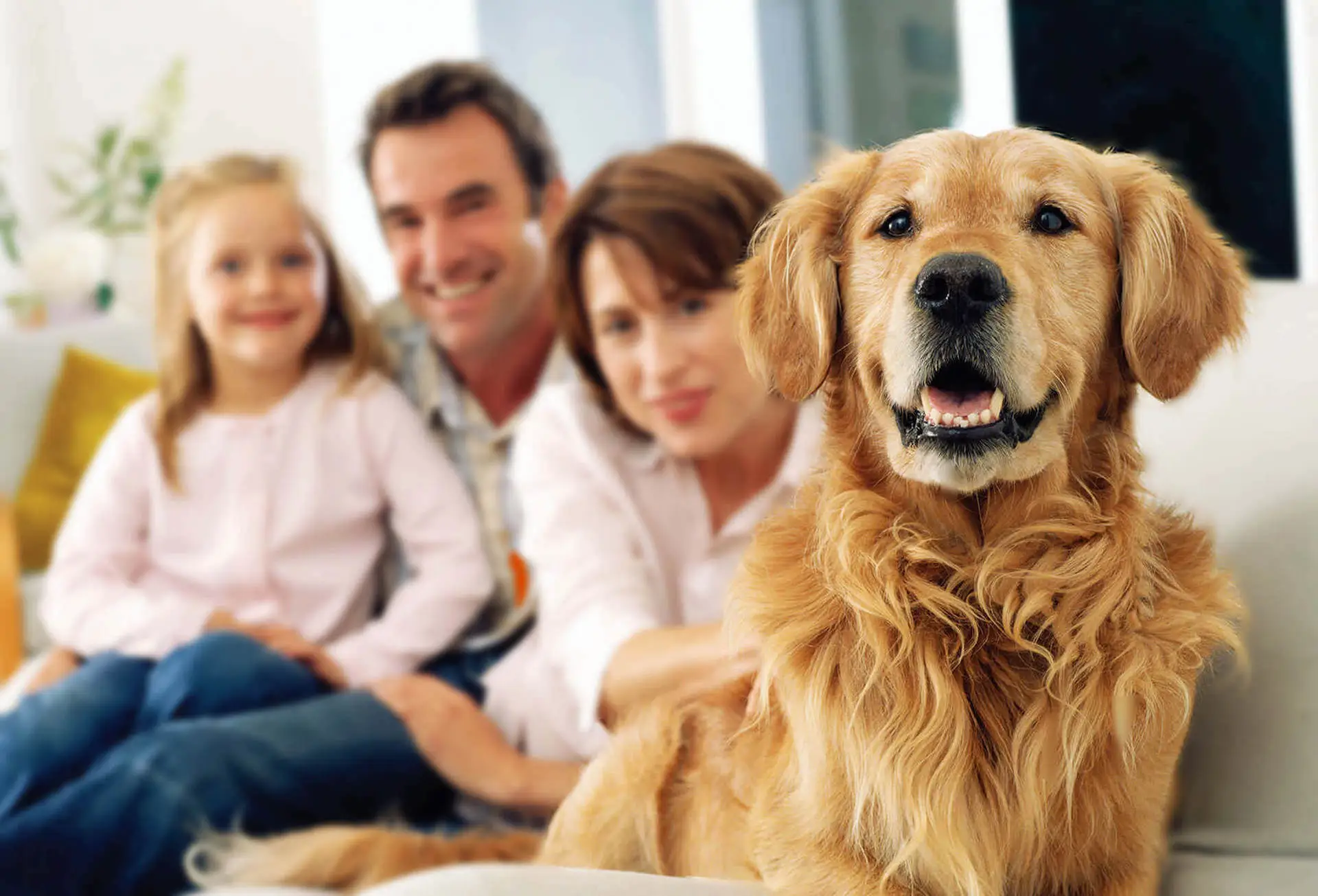 Dog, Dog Grooming, Pet Grooming, Pet Insurance, Insurance, Pet Grooming Tools, Dog Insurance