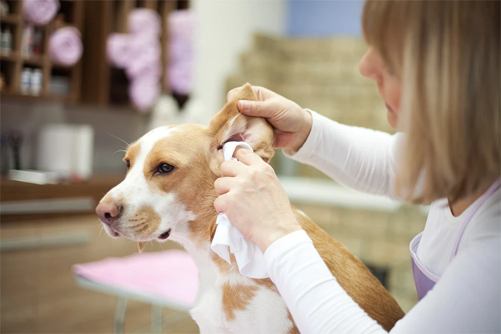 Dog, Dog Grooming, Pet Grooming, Pet Insurance, Insurance, Pet Grooming Tools, Dog Insurance, Dog Ear Cleaning 