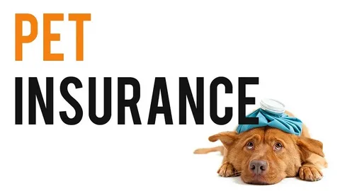 Dog, Dog Grooming, Pet Grooming, Pet Insurance, Insurance, Pet Grooming Tools, Dog Insurance, Pet Insurance
