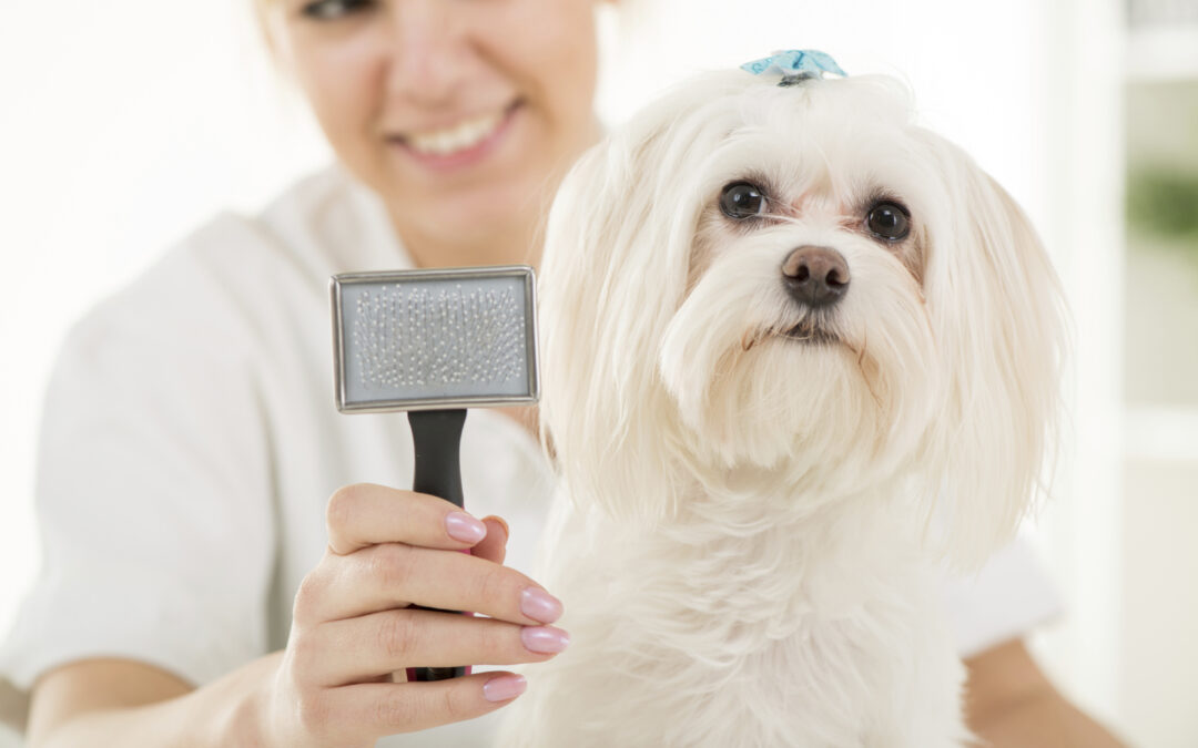 Pet Grooming Insurance: What You Need to Know