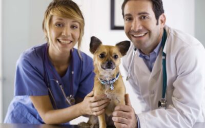 Professional Liability Insurance for Veterinarians