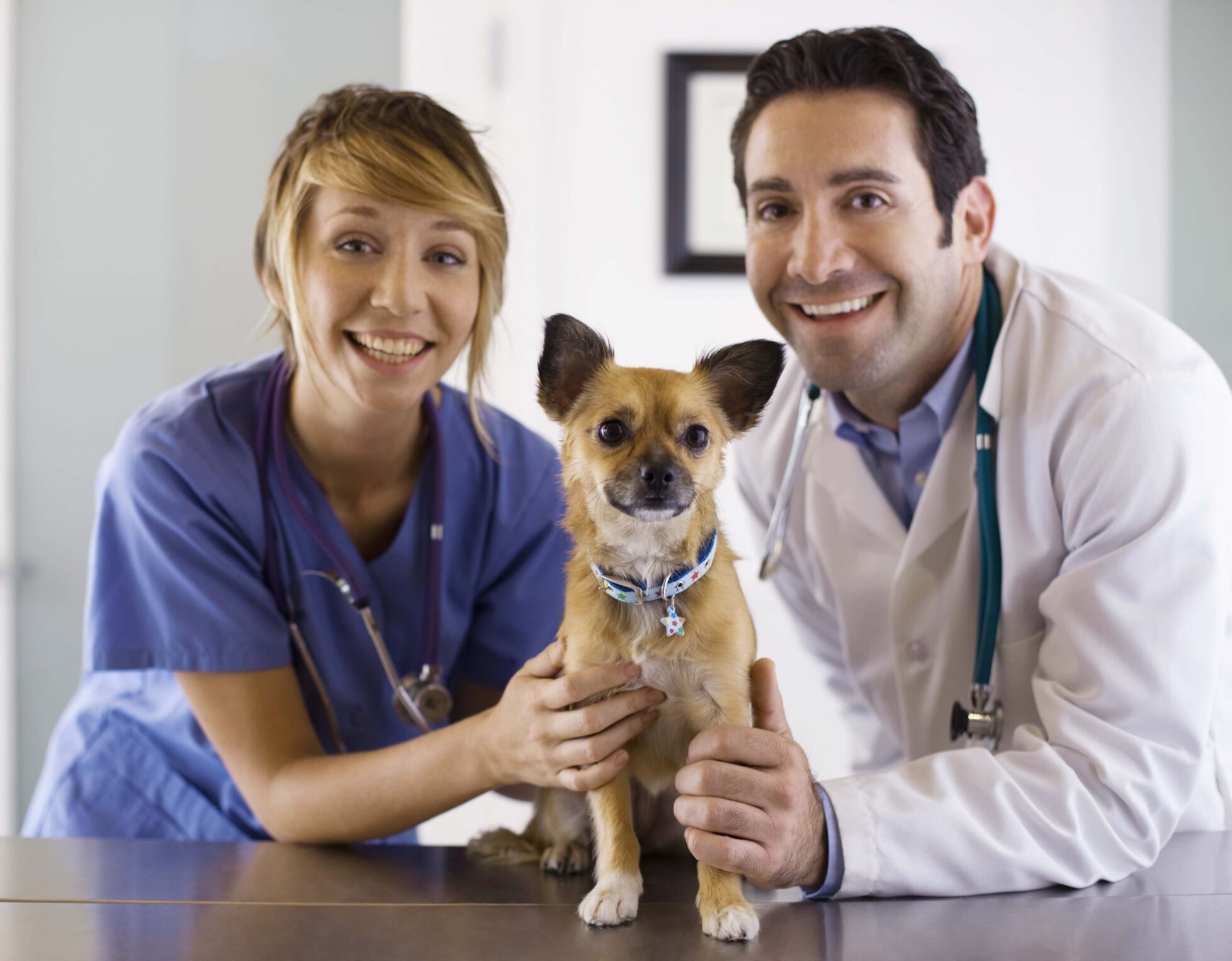 professional liability insurance for veterinarians
